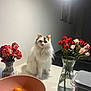 Fortune joined the competition — help win amazing prizes! cat, white_cat, flower_vase, red_flowers, pink_flowers, tangerines, fruit_bowl, kitchen_counter, indoor, domestic, pet, still_life, houseplant, tabletop, fluffy, orange_fruit, decor, lighting, cozy, animal