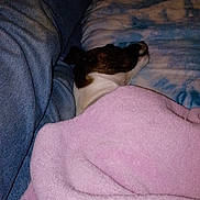 Chloe joined the competition — help win amazing prizes! dog, blanket, bed, jeans, resting, cozy, indoor, sleeping, pink_blanket, blue_sheet, canine, domestic_animal, comfort, relaxation, fur, head, rest, peaceful, companion, home