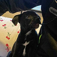 Bruno joined the competition — help win amazing prizes! puppy, dog, black_dog, white_patch, bed, pillow, cherry_pattern, person, jacket, indoor, pet, animal, cute, affectionate, cozy, interaction, looking_up, sitting, soft_light, young_dog