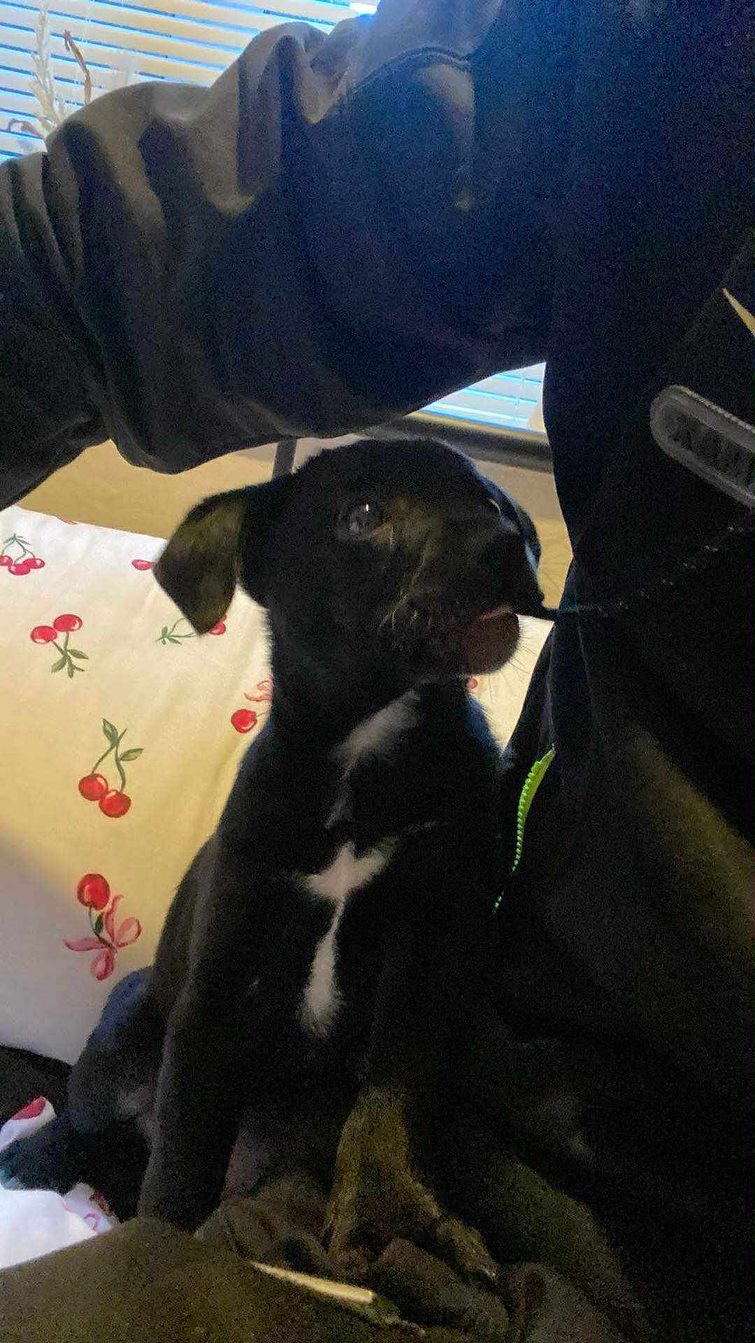 Bruno