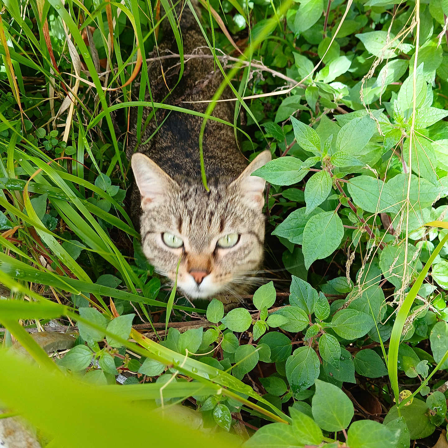 Minou participe au concours pour gagner de l'argent avec cette photo : abyssinian, animal, cat, field, flower, grass, grassland, green, herbal, herbs, ivy, jungle, kitten, leaf, manx, nature, outdoors, pet, plant, vegetation