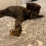 Ginette a rejoint le concours — aidez-le/la à gagner de superbes lots ! cat, tortoiseshell_cat, bed, toy, indoor, patterned_bedspread, paw, relaxed, feline, pet, playing, cozy, room, lamp, photograph, table, resting, fur, domestic_animal, cute