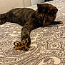 cat, tortoiseshell_cat, bed, toy, indoor, patterned_bedspread, paw, relaxed, feline, pet, playing, cozy, room, lamp, photograph, table, resting, fur, domestic_animal, cute