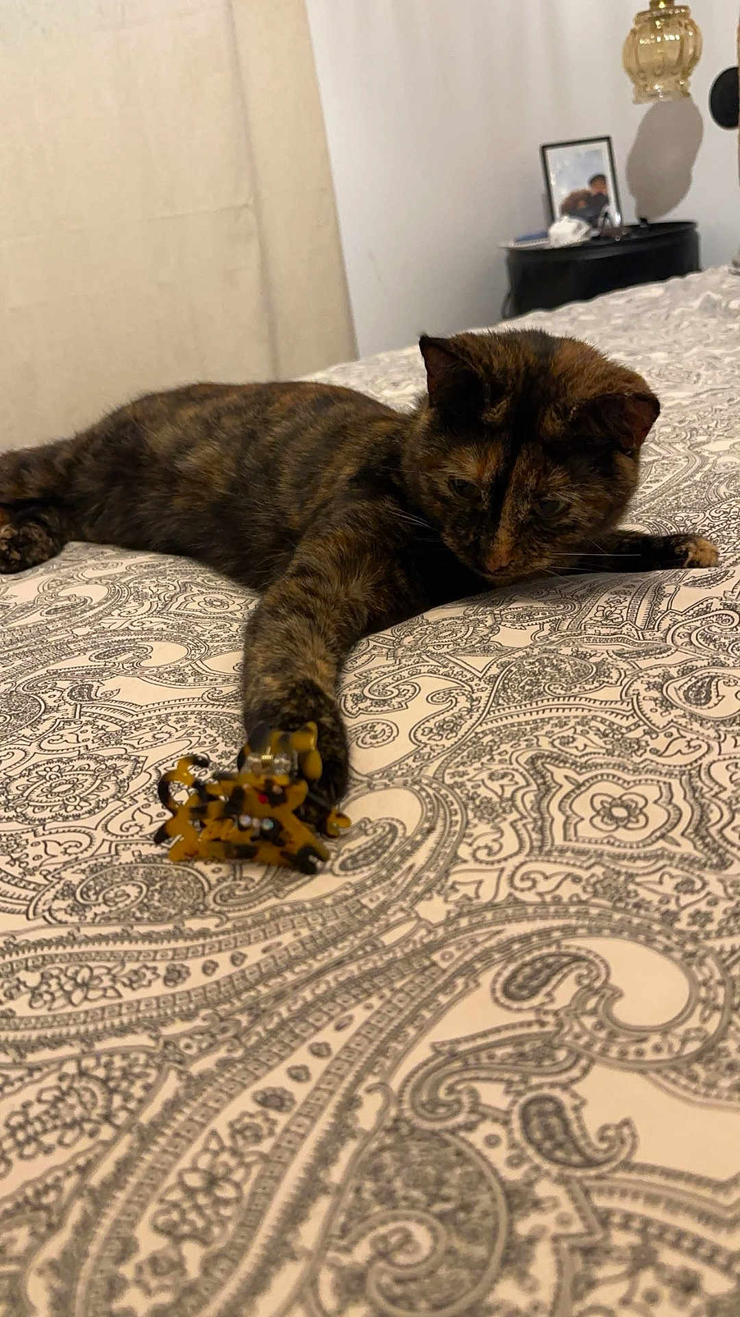 Ginette a rejoint le concours — aidez-le/la à gagner de superbes lots ! cat, tortoiseshell_cat, bed, toy, indoor, patterned_bedspread, paw, relaxed, feline, pet, playing, cozy, room, lamp, photograph, table, resting, fur, domestic_animal, cute