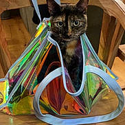 Ginette participe au concours pour gagner de l'argent avec cette photo : cat, tortoiseshell_cat, bag, iridescent, wooden_chair, indoor, curious, pet, animal, feline, domestic_cat, colorful, reflection, seat, wood_floor, closeup, sitting, cute, household, looking