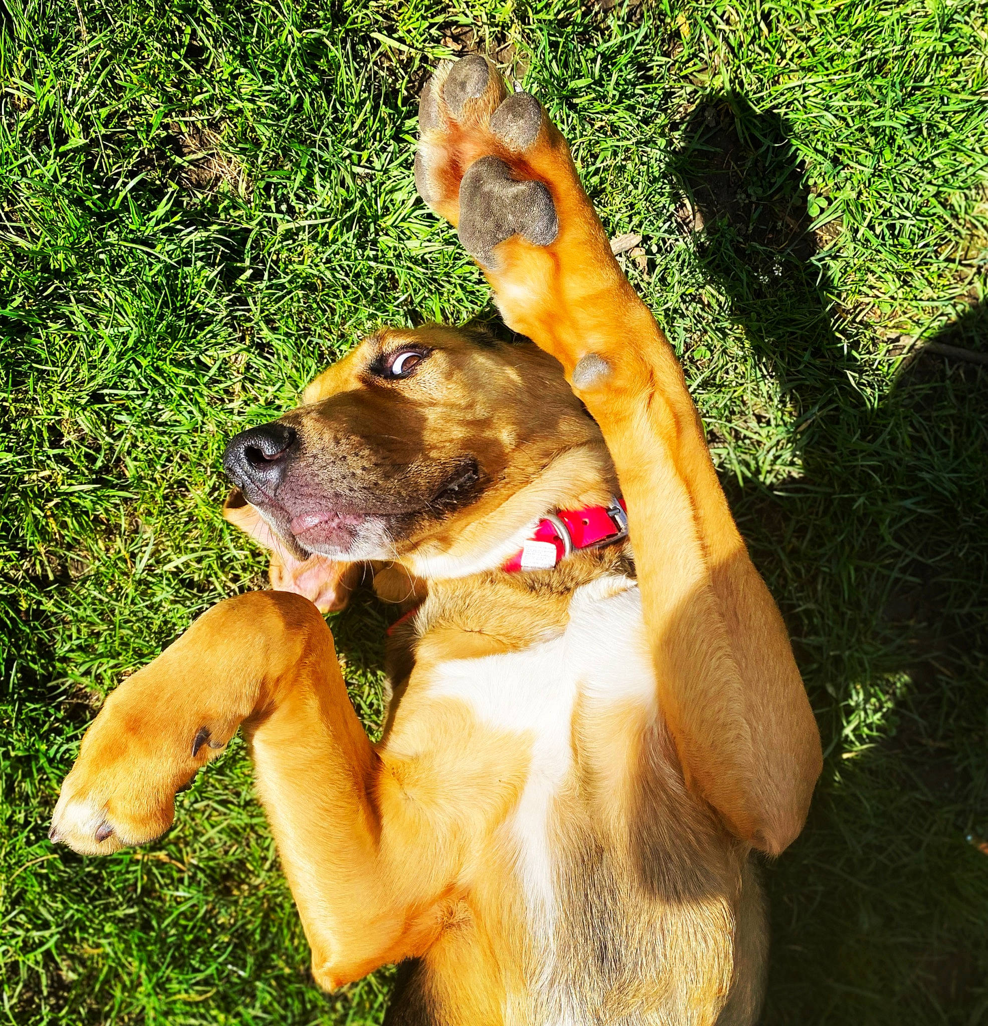 Saxo participe au concours pour gagner de l'argent avec cette photo : barechested, canidae, carnivore, chest, collar, companion_dog, dog, dog_breed, dog_collar, fawn, gesture, grass, happy, paw, people_in_nature, plant, snout, sporting_group, sunglasses, working_dog