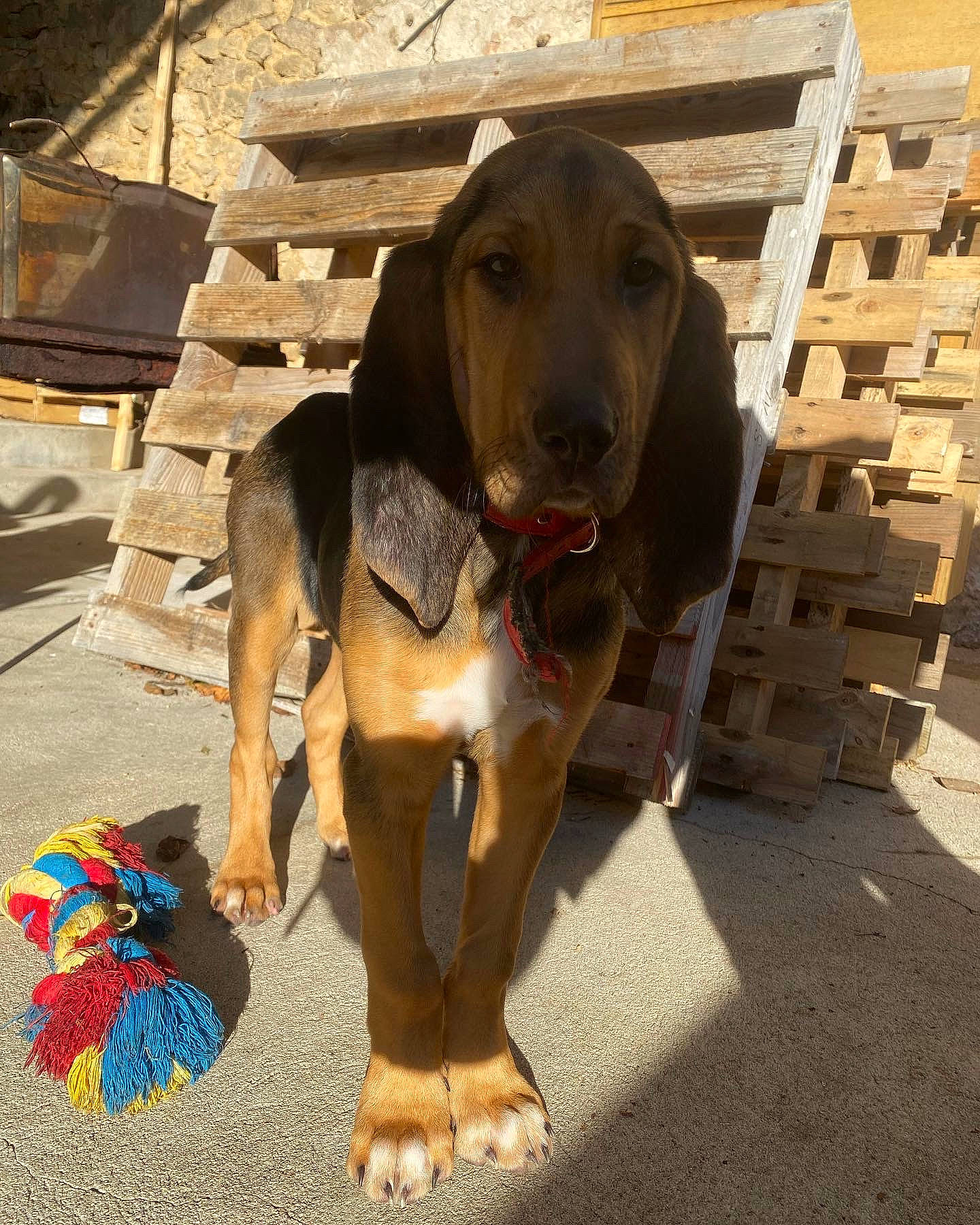 Saxo a rejoint le concours — aidez-le/la à gagner de superbes lots ! asphalt, canidae, carnivore, collar, companion_dog, concrete, dog, dog_breed, dog_collar, dog_supply, fawn, gun_dog, hunting_dog, liver, pet_supply, road_surface, snout, sporting_group, working_animal, working_dog