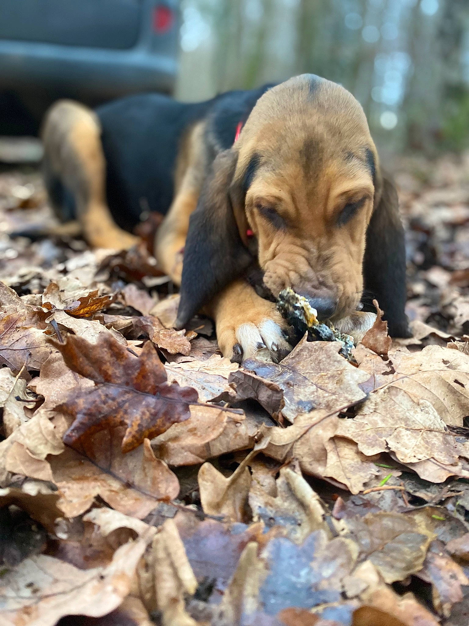 Saxo participe au concours pour gagner de l'argent avec cette photo : autumn, bedrock, canidae, carnivore, companion_dog, dog, dog_breed, fawn, grass, liver, plant, rock, snout, soil, sporting_group, terrestrial_animal, tree, wildlife, wood, working_animal