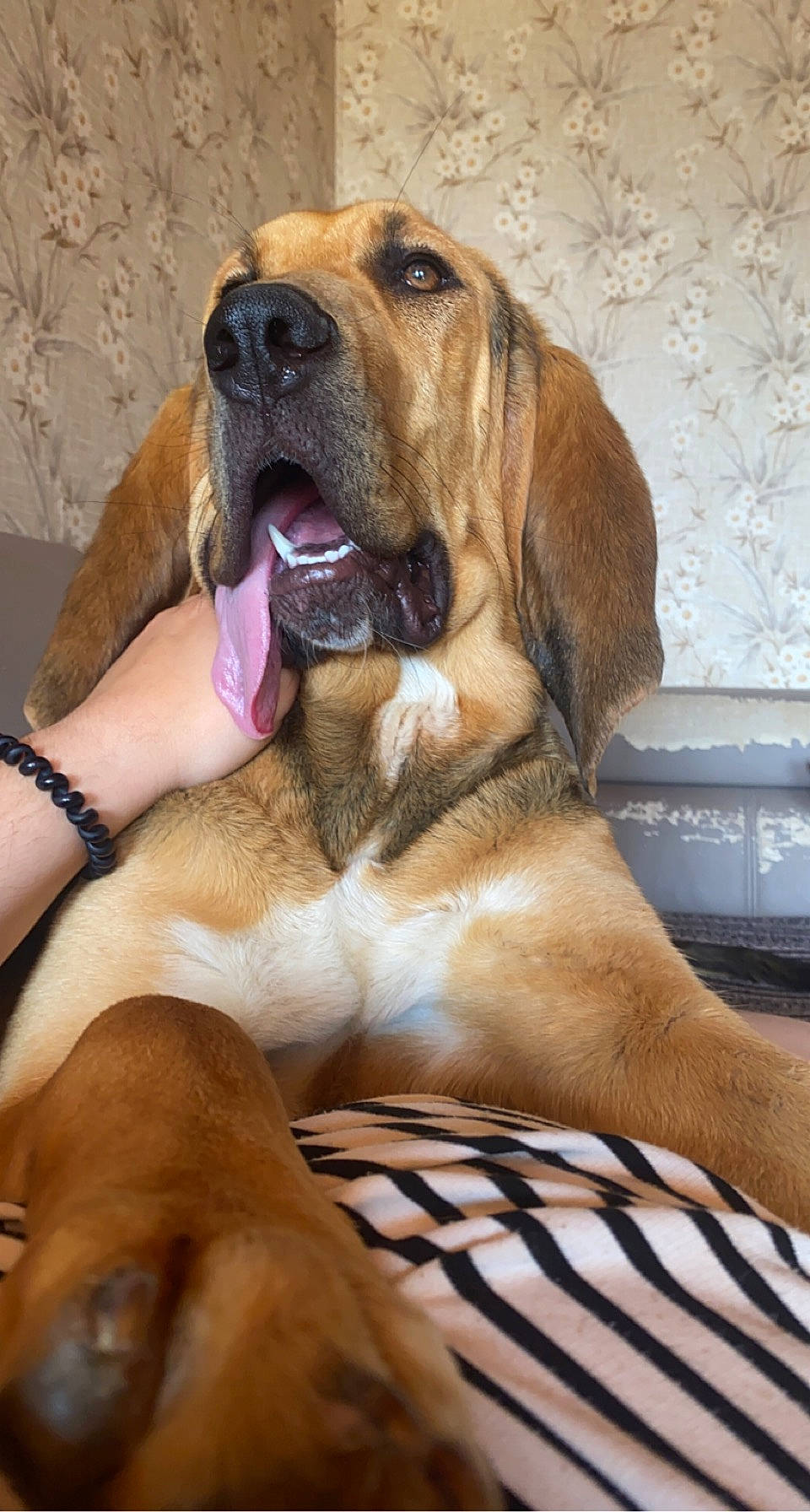 Saxo a rejoint le concours — aidez-le/la à gagner de superbes lots ! bloodhound, canidae, carnivore, companion_dog, computer_keyboard, dog, dog_breed, fawn, guard_dog, home_appliance, liver, molosser, paw, snout, sporting_group, watch, whiskers, working_animal, working_dog, wrinkle