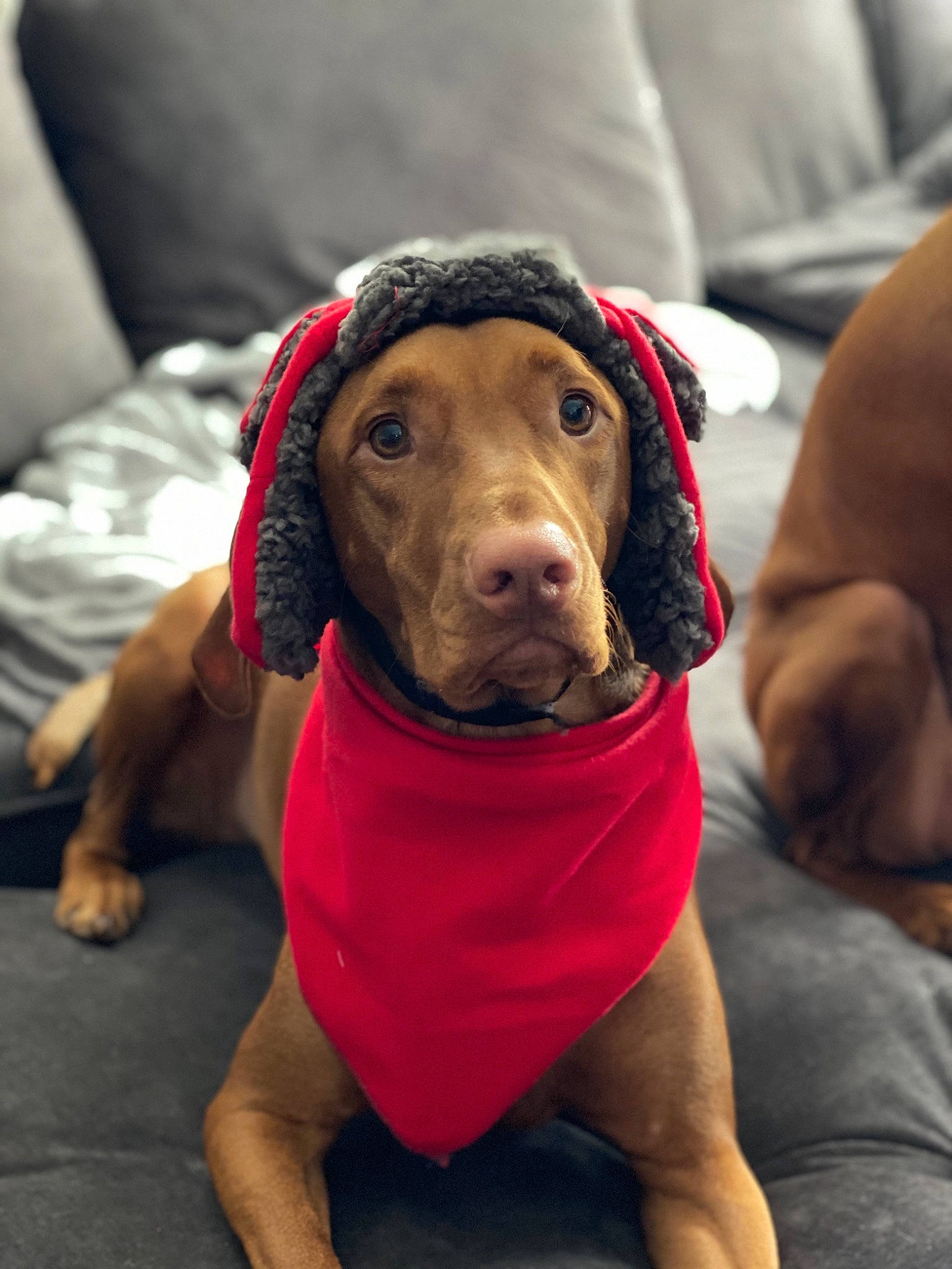 Tucker is registered to the contest to win money with this photo: beagador, canidae, carnivore, companion_dog, dog, dog_breed, dog_clothes, ear, fawn, mammal, nose, pointing_breed, puppy, snout, sporting_group, vizsla