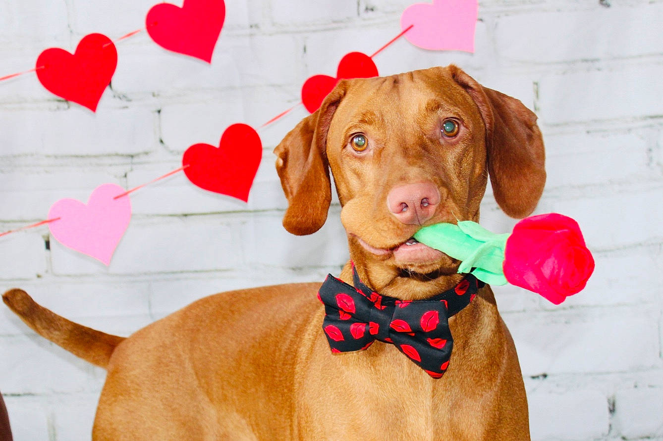Tucker is registered to the contest to win money with this photo: bow_tie, canidae, carnivore, companion_dog, dog, dog_breed, dog_collar, ear, fawn, hunting_dog, liver, mammal, pointer, pointing_breed, puppy, rare_breed_dog, snout, sporting_group, vizsla