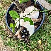 Moon a rejoint le concours — aidez-le/la à gagner de superbes lots ! cat, siamese_cat, blue_eyes, pet, feline, animal, lying_down, upside_down, plant_pot, garden, outdoor, grass, leaves, tree_branch, soil, whiskers, brown_and_white, close_up, playful, funny_pose