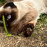 Moon participe au concours pour gagner de l'argent avec cette photo : cat, siamese_cat, blue_eyes, lying_down, outdoor, grass, garden, ground, fur, whiskers, paws, animal, pet, close_up, portrait, relaxed, playful, brown, cream, nature