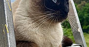 Moon a rejoint le concours — aidez-le/la à gagner de superbes lots ! cat, siamese_cat, animal, pet, feline, portrait, close_up, whiskers, blue_eyes, brown_fur, cream_fur, black_face, sitting, perched, ladder, metal, outdoor, greenery, sky, funny