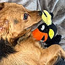 dog, puppy, pet, animal, golden_brown, black_fur, long_hair, lying_down, cuddling, plush_toy, stuffed_animal, bird_toy, blanket, cozy, indoors, close_up, portrait, brown_eyes, playful, cute