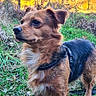 dog, canine, pet, outdoor, forest, woodland, autumn, fall, golden_leaves, grass, nature, animal, portrait, standing, collar, leash, fluffy, brown_fur, black_fur, alert
