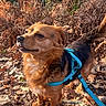 dog, puppy, canine, fluffy, brown_fur, golden_fur, blue_harness, leash, outdoors, forest, woodland, fallen_leaves, nature, animal, pet, standing, side_profile, portrait, sunlight, autumn