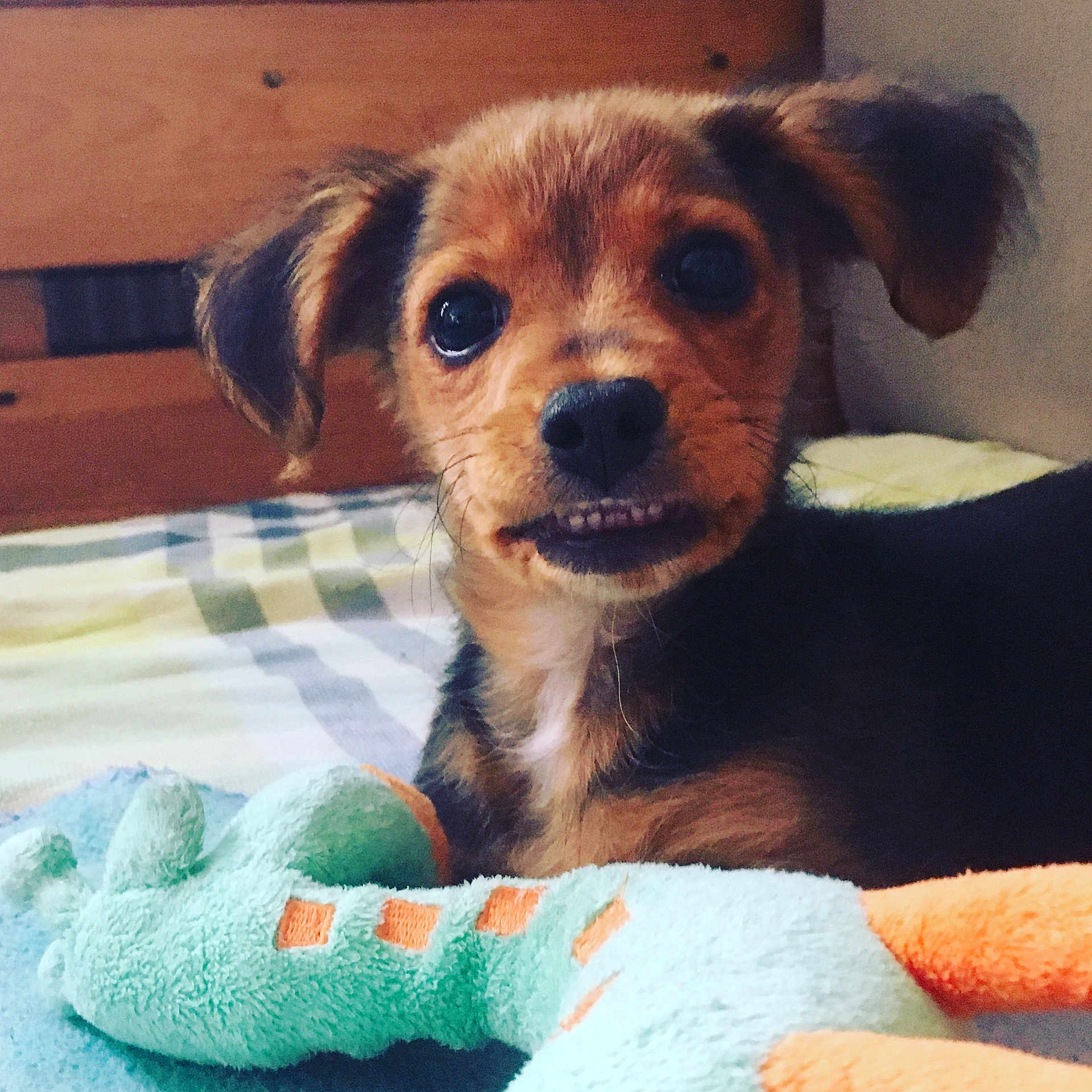 Roméo
