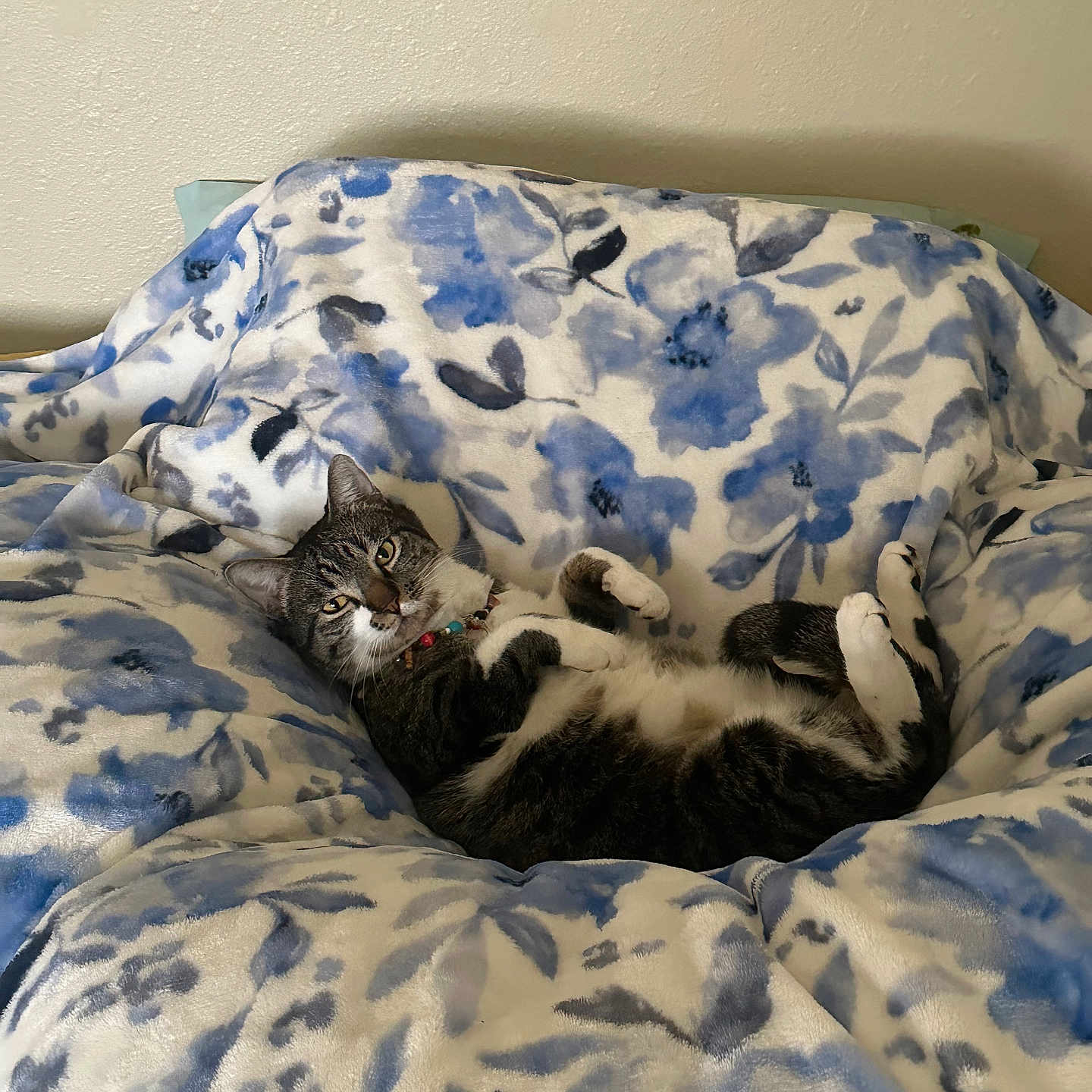 Oreo is registered to the contest to win money with this photo: animal, blanket, blue, cat, collar, comfortable, cozy, cute, domestic, feline, floral, fur, indoor, paws, pet, relaxed, resting, tabby, whiskers, white