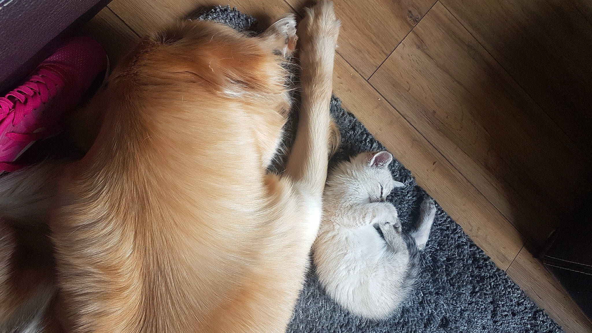 Jaika a rejoint le concours — aidez-le/la à gagner de superbes lots ! carnivore, claw, comfort, companion_dog, dog, dog_breed, fawn, felidae, flooring, fur, hardwood, human_leg, nap, paw, siamese, small_to_medium_sized_cats, tail, whiskers, wood