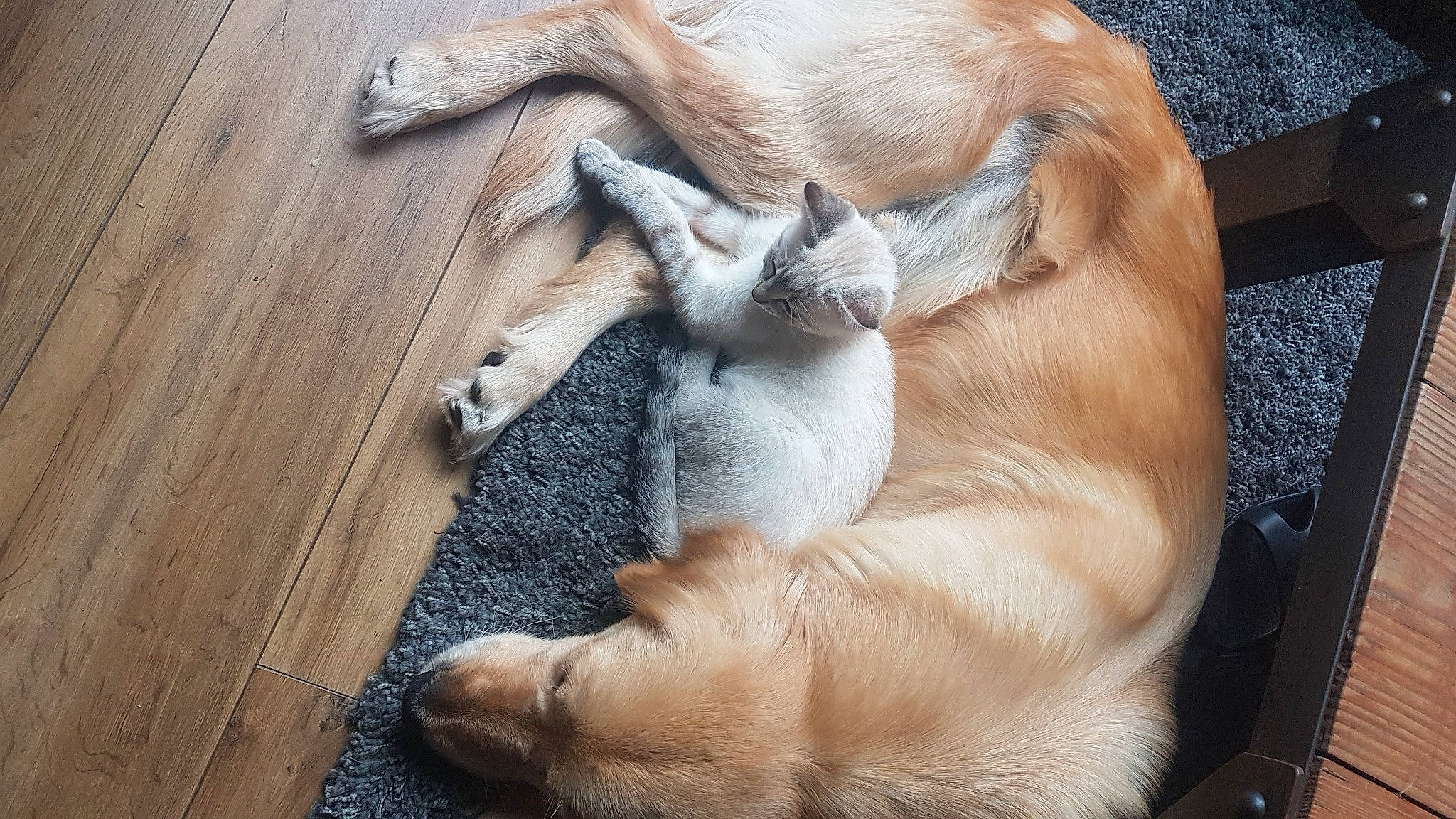 Jaika participe au concours pour gagner de l'argent avec cette photo : canidae, carnivore, comfort, companion_dog, dog_breed, fawn, felidae, fur, hardwood, nap, paw, plank, small_to_medium_sized_cats, snout, sporting_group, tail, terrestrial_animal, whiskers, wildlife, wood