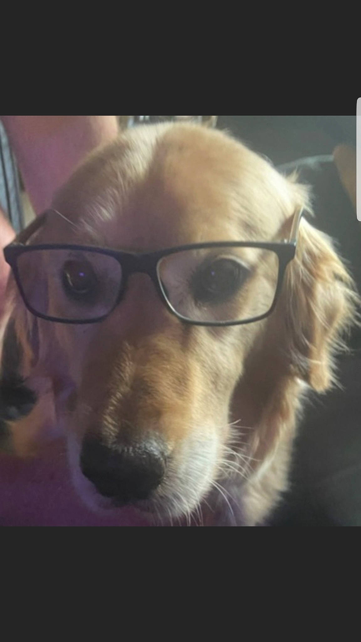 Jaika participe au concours pour gagner de l'argent avec cette photo : blond, carnivore, companion_dog, dog, dog_breed, ear, eyelash, eyewear, fawn, fur, glasses, jaw, mammal, selfie, snout, sporting_group, vertebrate, vision_care, whiskers, working_animal