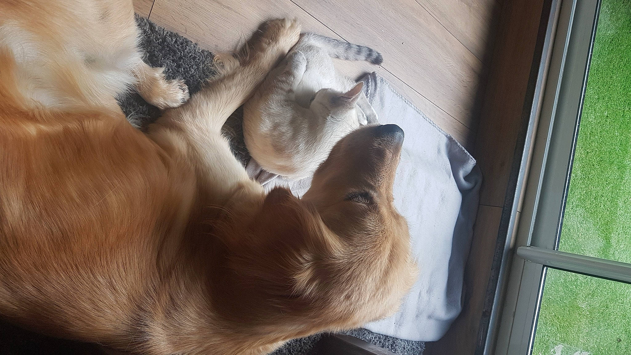 Jaika participe au concours pour gagner de l'argent avec cette photo : canidae, carnivore, cat, claw, comfort, companion_dog, dog, dog_breed, fawn, felidae, fur, gesture, nap, paw, small_to_medium_sized_cats, snout, sporting_group, tail, whiskers, wood