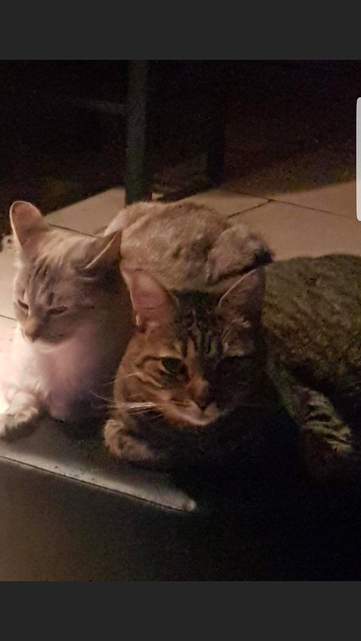 Kaline Et Kyba participe au concours pour gagner de l'argent avec cette photo : carnivore, cat, comfort, darkness, domestic_short_haired_cat, fawn, felidae, fur, paw, photo_caption, room, sitting, small_to_medium_sized_cats, snout, square, still_life_photography, tail, visual_arts, whiskers, window