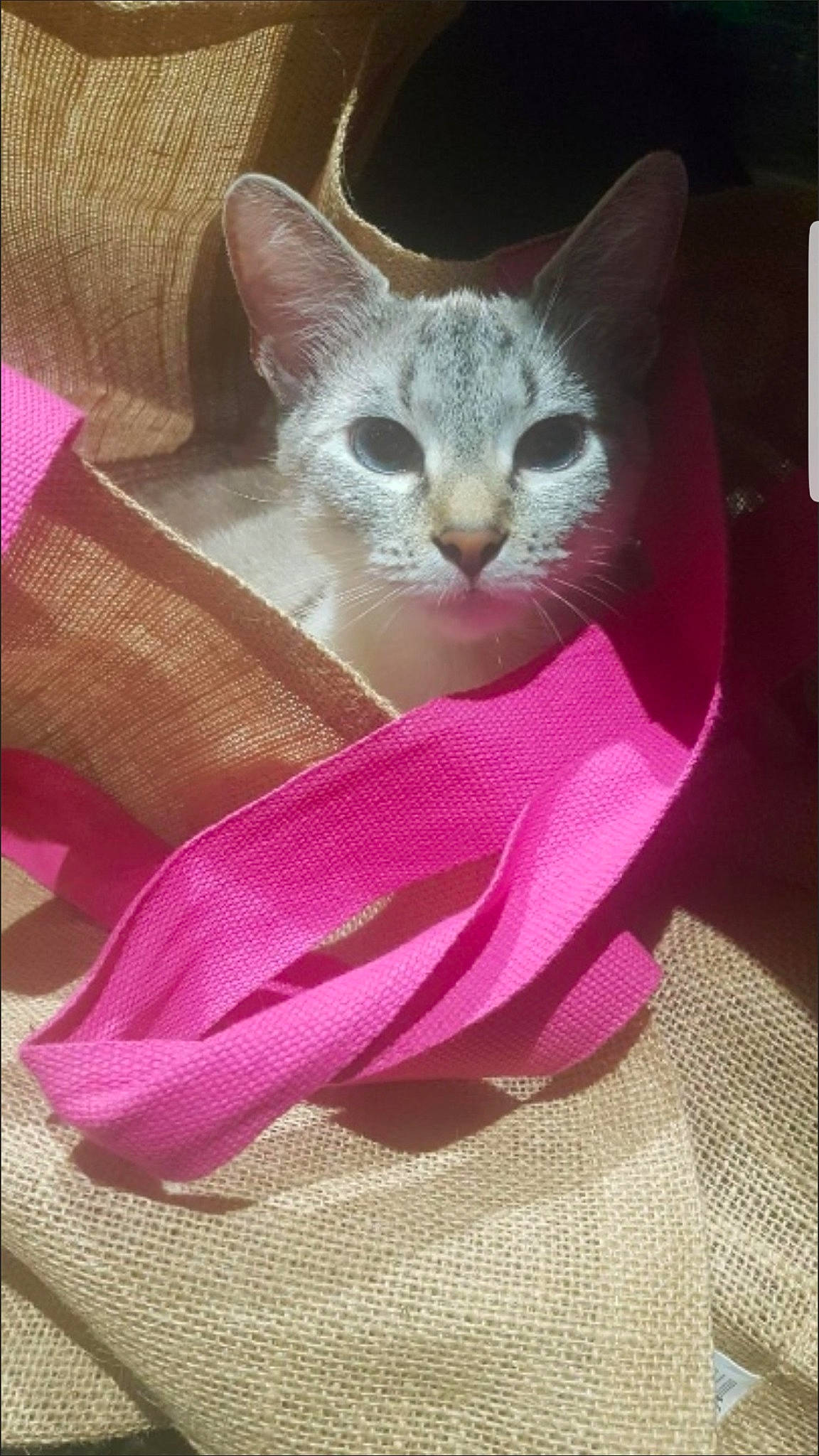 Kaline participe au concours pour gagner de l'argent avec cette photo : carnivore, cat, cat_supply, collar, domestic_short_haired_cat, electric_blue, fashion_accessory, fawn, felidae, fur, magenta, pattern, paw, peach, pet_supply, pink, small_to_medium_sized_cats, tail, velvet, whiskers