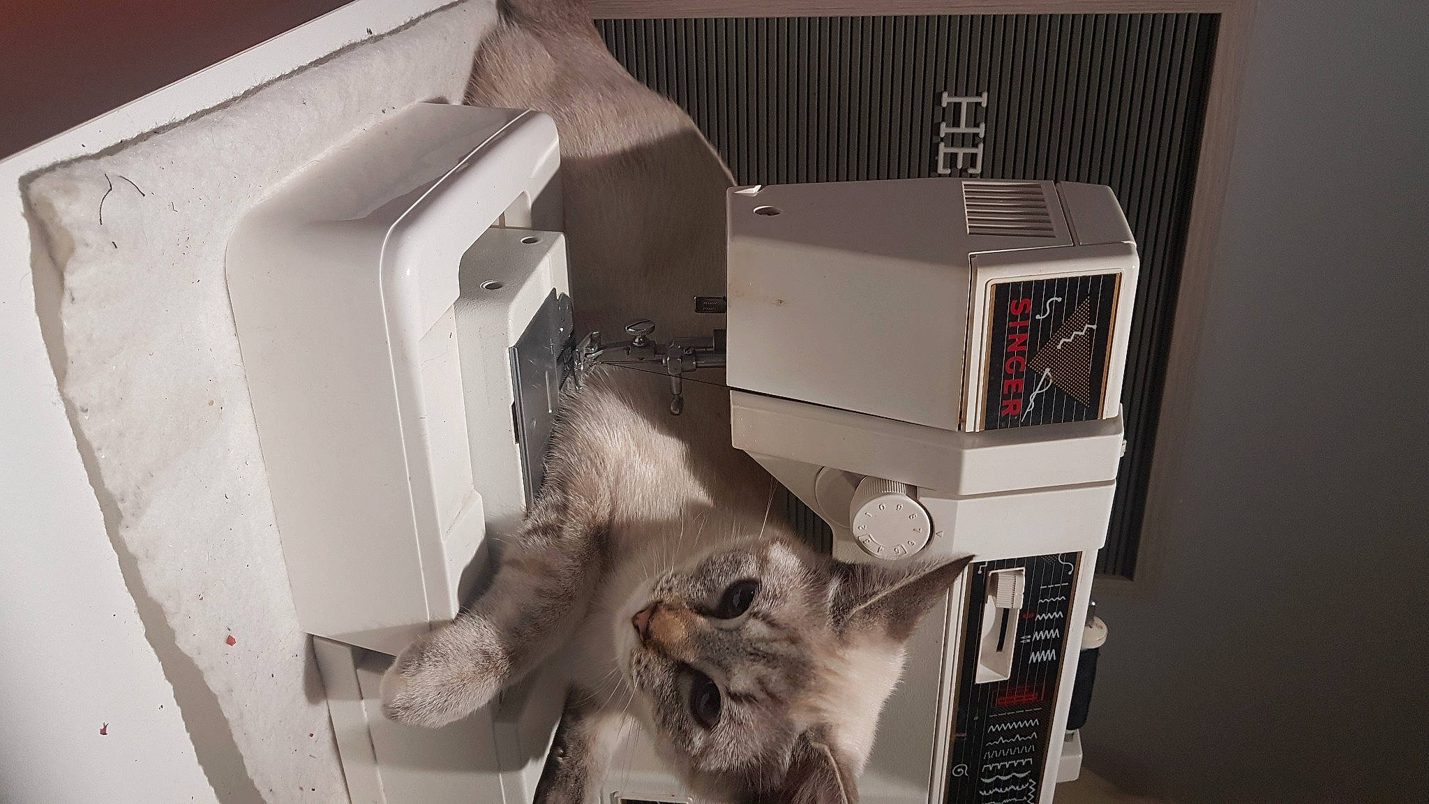 Kaline a rejoint le concours — aidez-le/la à gagner de superbes lots ! audio_equipment, box, cardboard, carnivore, carton, cat, domestic_short_haired_cat, felidae, fur, loudspeaker, machine, major_appliance, output_device, packaging_and_labeling, refrigerator, room, shipping_box, small_to_medium_sized_cats, studio_monitor, whiskers