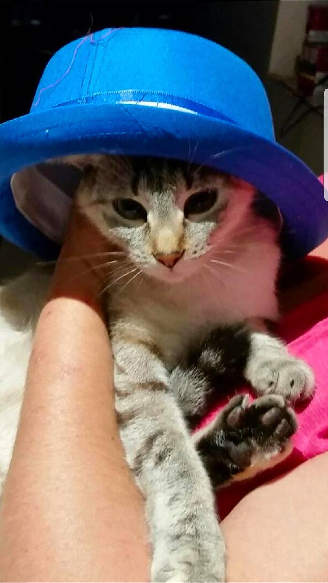 Kaline participe au concours pour gagner de l'argent avec cette photo : carnivore, cat, cat_bed, claw, comfort, domestic_short_haired_cat, electric_blue, fedora, felidae, fur, hat, headgear, nail, paw, small_to_medium_sized_cats, snout, sun_hat, tail, thigh, whiskers