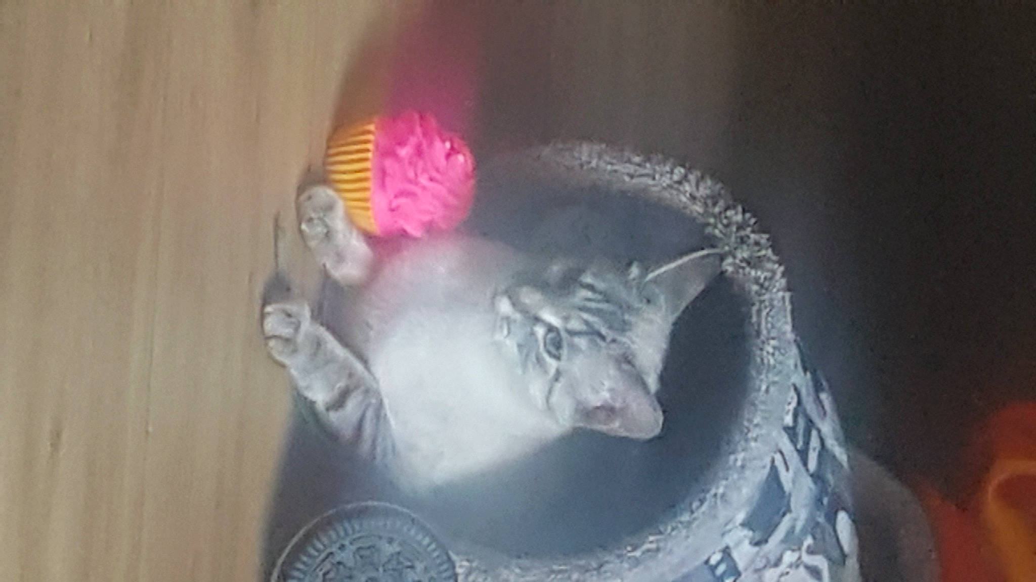 Kaline participe au concours pour gagner de l'argent avec cette photo : art, canidae, carnivore, cat, chinchilla, darkness, felidae, figurine, fur, magenta, muroidea, rat, rodent, small_to_medium_sized_cats, tail, toy, visual_arts, whiskers