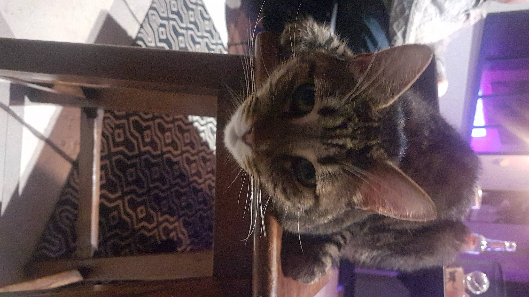 Kyba a rejoint le concours — aidez-le/la à gagner de superbes lots ! carnivore, cat, cat_supply, claw, domestic_short_haired_cat, ear, felidae, fur, gesture, jaw, paw, plant, small_to_medium_sized_cats, snout, tree, whiskers