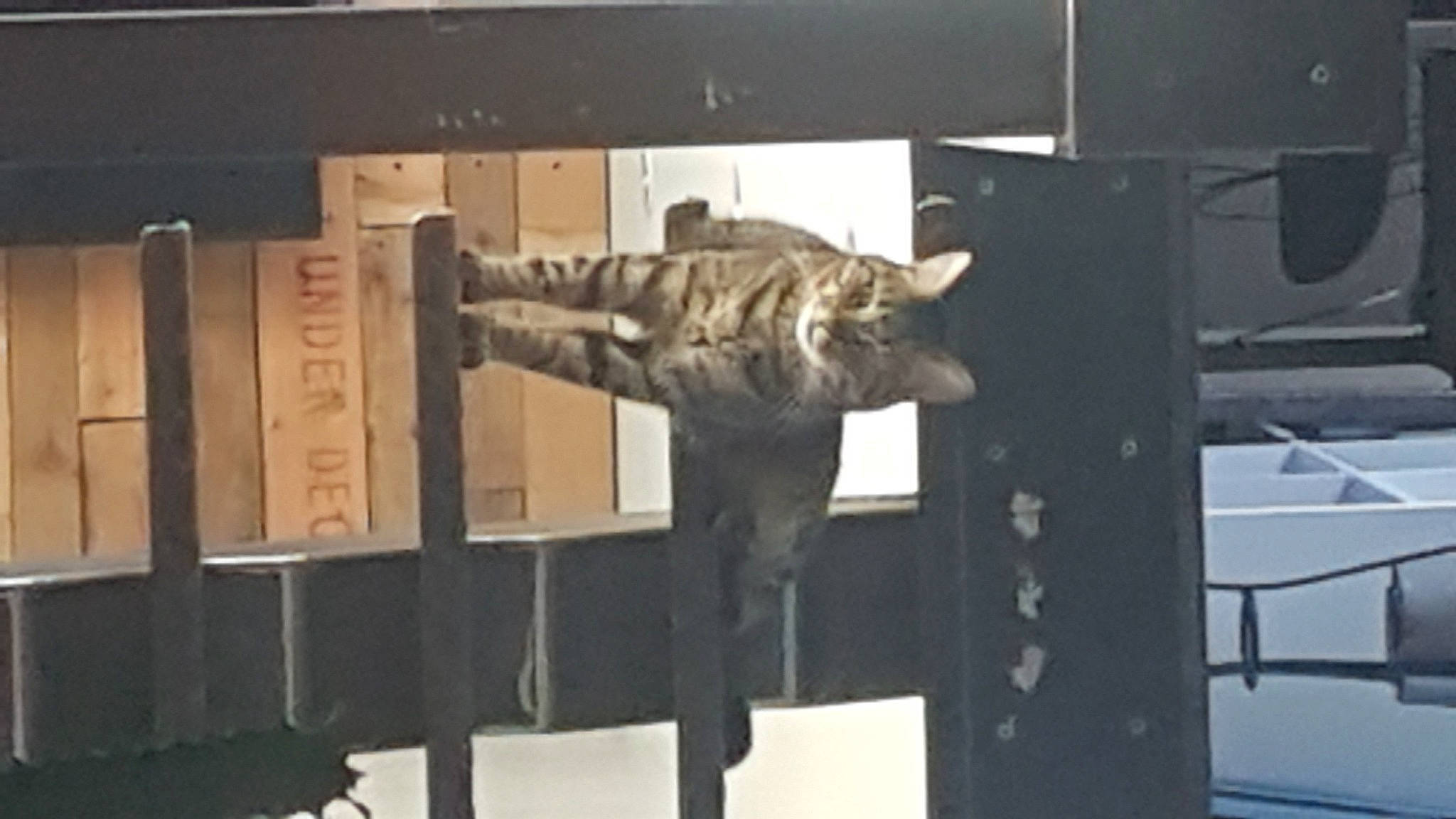 Kyba participe au concours pour gagner de l'argent avec cette photo : art, artifact, carnivore, cat, display_device, domestic_short_haired_cat, felidae, fur, metal, military, military_camouflage, military_person, monument, room, sculpture, small_to_medium_sized_cats, statue, tourist_attraction, visual_arts, wood