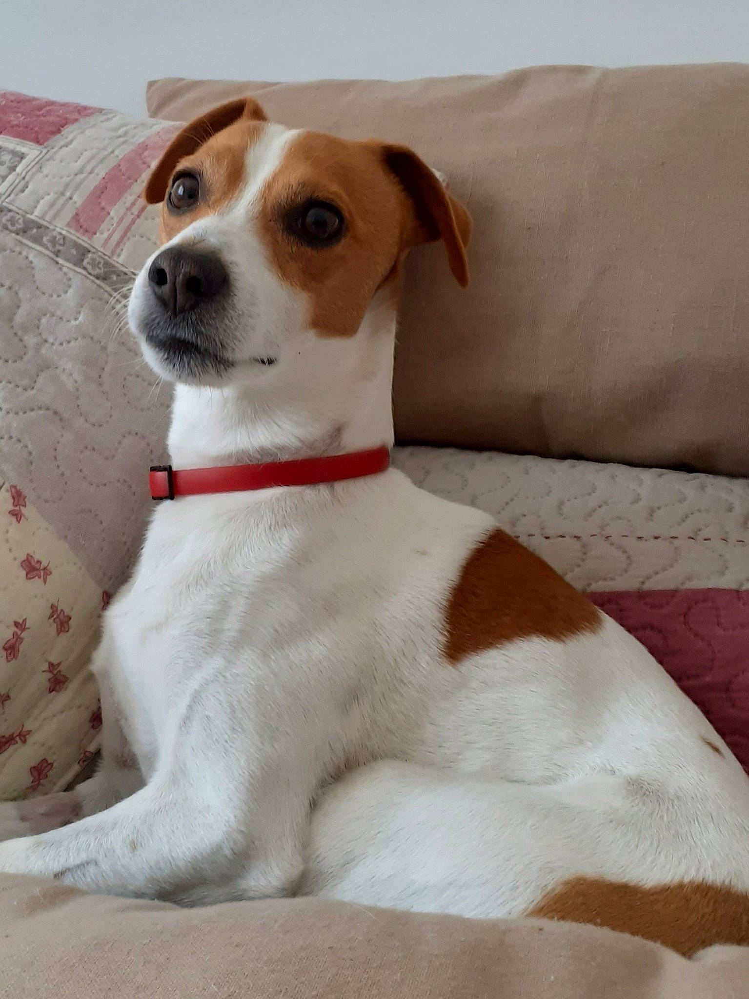 Jack participe au concours pour gagner de l'argent avec cette photo : ancient_dog_breeds, canidae, carnivore, collar, companion_dog, couch, dog, dog_breed, dog_collar, fawn, hunting_dog, irishjacks, non_sporting_group, sporting_group, terrier, whiskers, working_animal