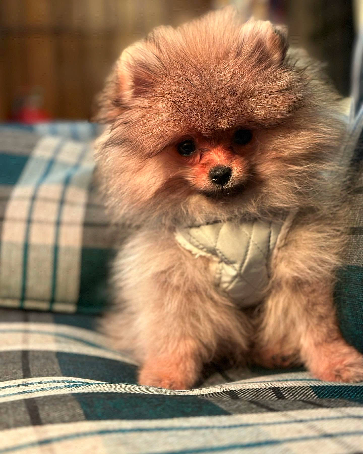 Coco is registered to the contest to win money with this photo: canidae, claw, companion_dog, dog, dog_breed, fawn, fur, liver, non_sporting_group, pattern, paw, plaid, primate, snout, sporting_group, tartan, terrestrial_animal, toy_dog, whiskers, wildlife