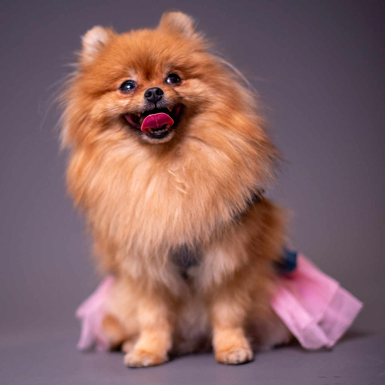Coco is registered to the contest to win money with this photo: animal, canine, companion, cute, dog, fluffy, fur, happy, indoor, isolated, pet, pink_outfit, pomeranian, portrait, sitting, small_dog, smiling, studio, tongue_out, tutu