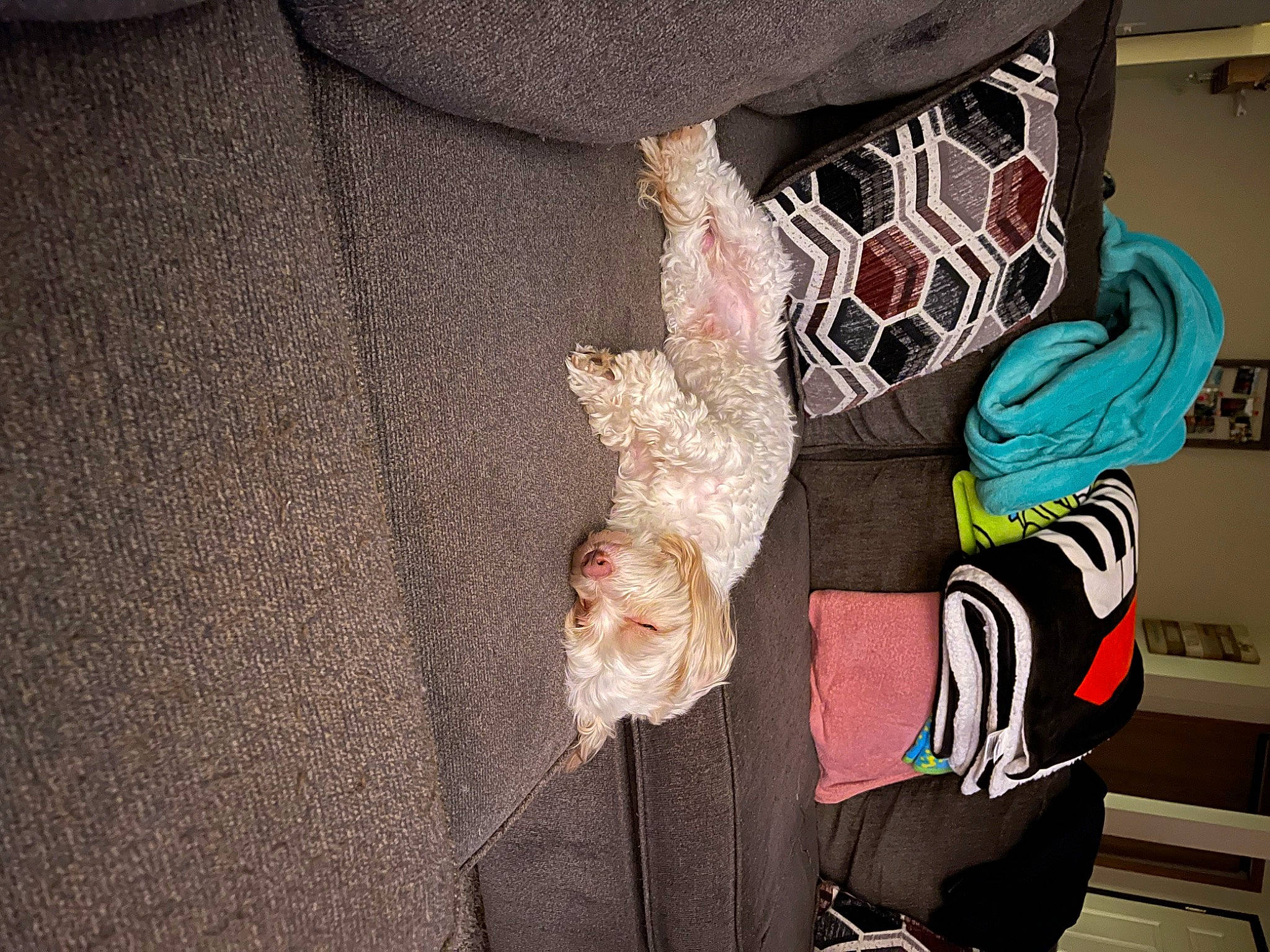 Todo is registered to the contest to win money with this photo: art, companion_dog, dog, fashion_design, fur, linens, outerwear, pattern, peach, room, scarf, sleeve, sporting_group, thread, visual_arts, wood, wool