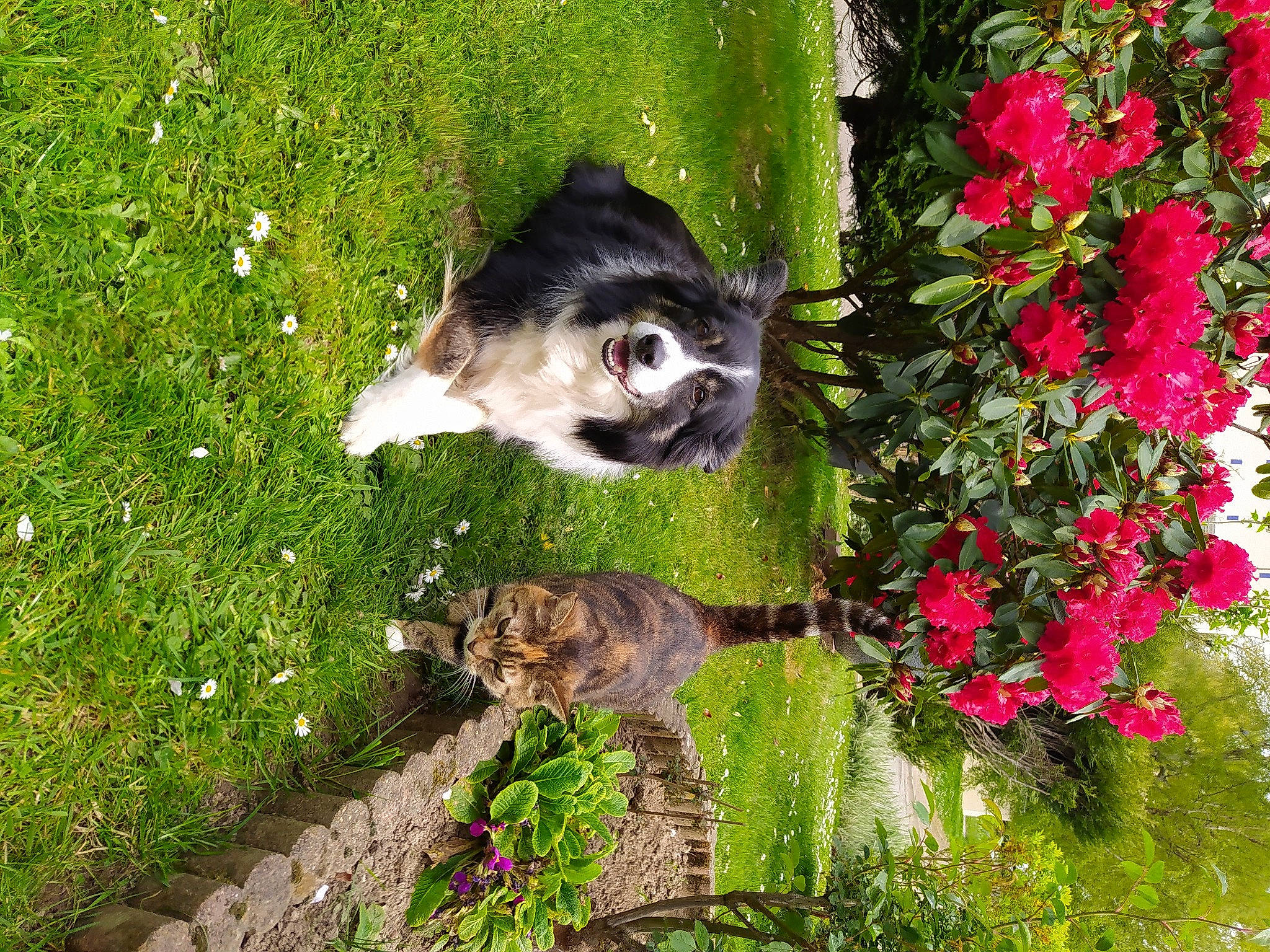 Ixia a rejoint le concours — aidez-le/la à gagner de superbes lots ! annual_plant, botany, canidae, carnivore, dog_breed, fawn, flower, garden, grass, groundcover, leaf, magenta, pet_supply, petal, plant, shrub, sporting_group, tail, tree, vegetation