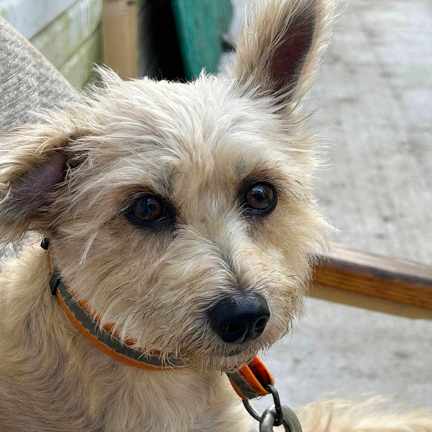 Max joined the competition — help win amazing prizes! animal, brown, canine, chair, closeup, collar, concrete, cute, dog, ears, expression, face, furry, leash, outdoor, pet, portrait, sitting, texture, wood