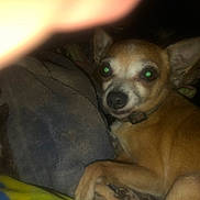 Tinker Belle is registered to the contest to win money with this photo: dog, small_dog, blanket, bed, indoor, flash, pet, fur, ears, collar, animal, resting, paw, closeup, nervous, brown_fur, face, eyes, sleeping_area, dark