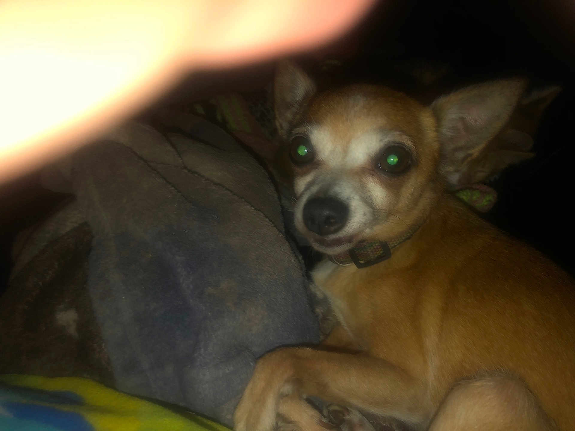 Tinker Belle