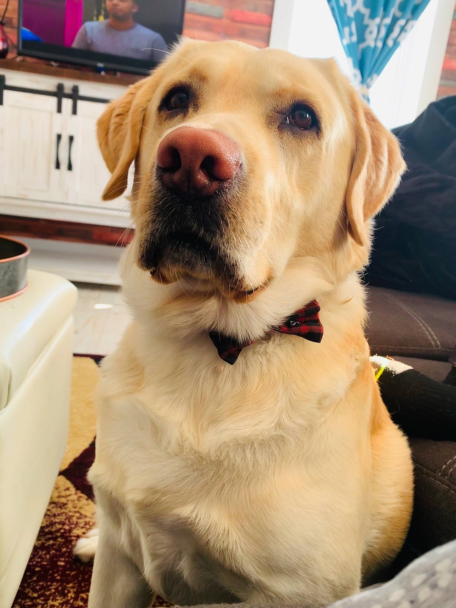 Crosby is registered to the contest to win money with this photo: canidae, carnivore, collar, companion_dog, dog, dog_breed, dog_collar, fang, fawn, fur, gun_dog, labrador_retriever, pet_supply, retriever, selfie, snout, sporting_group, whiskers, working_animal, working_dog