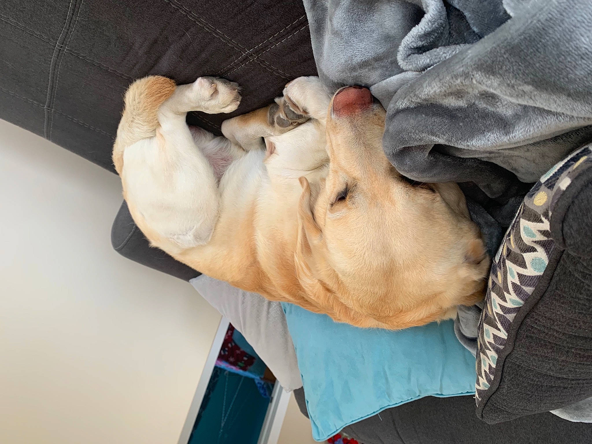 Crosby joined the competition — help win amazing prizes! art, canidae, carnivore, comfort, dog, dog_breed, elbow, fawn, gesture, jaw, mobile_phone, portable_communications_device, sculpture, snout, sporting_group, statue, wood, working_animal, wrinkle, wrist