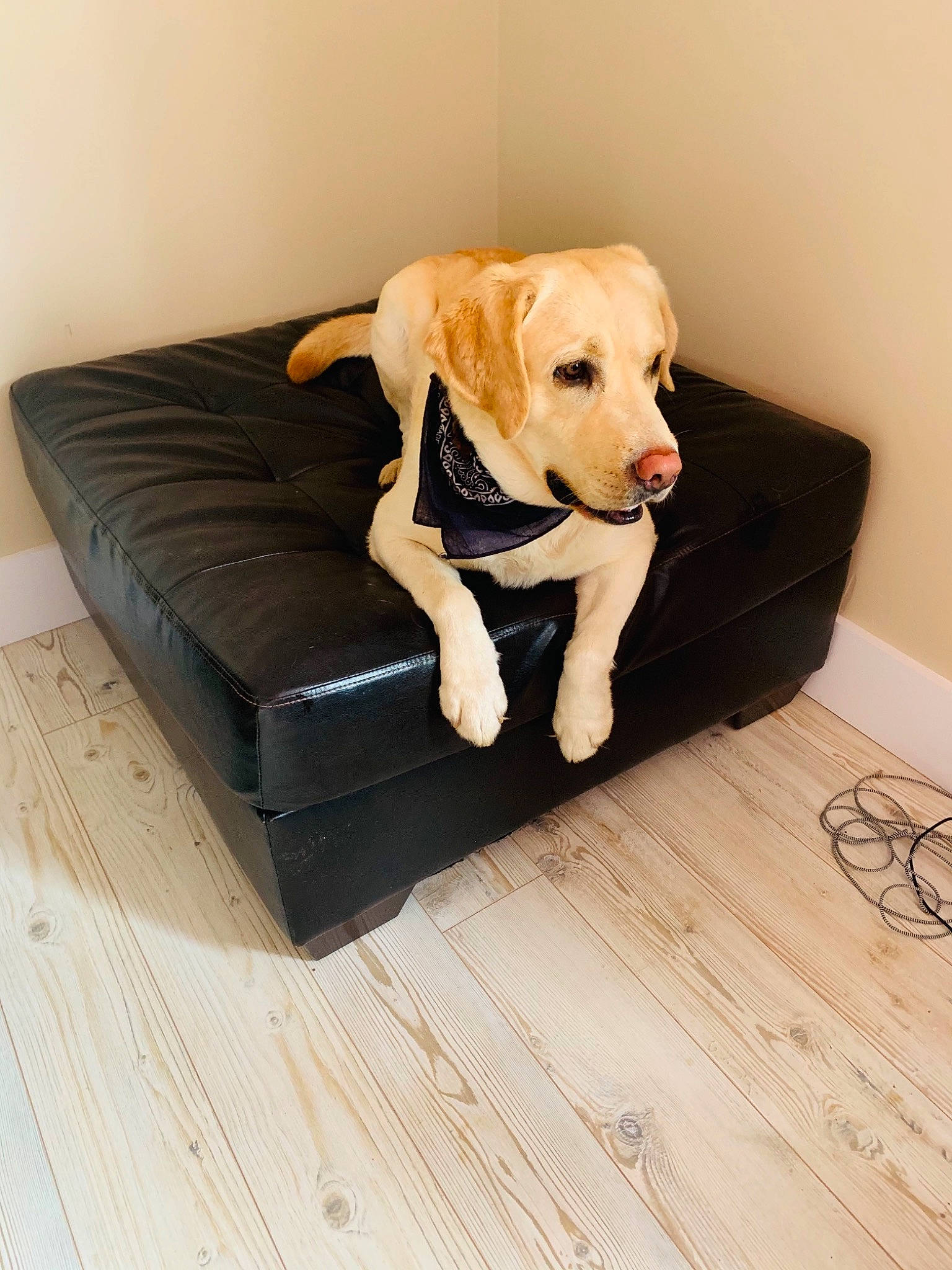 Crosby is registered to the contest to win money with this photo: carnivore, collar, comfort, companion_dog, couch, dog, dog_breed, dog_collar, dog_supply, fawn, floor, flooring, hardwood, laminate_flooring, pet_supply, rectangle, snout, whiskers, wood, working_animal