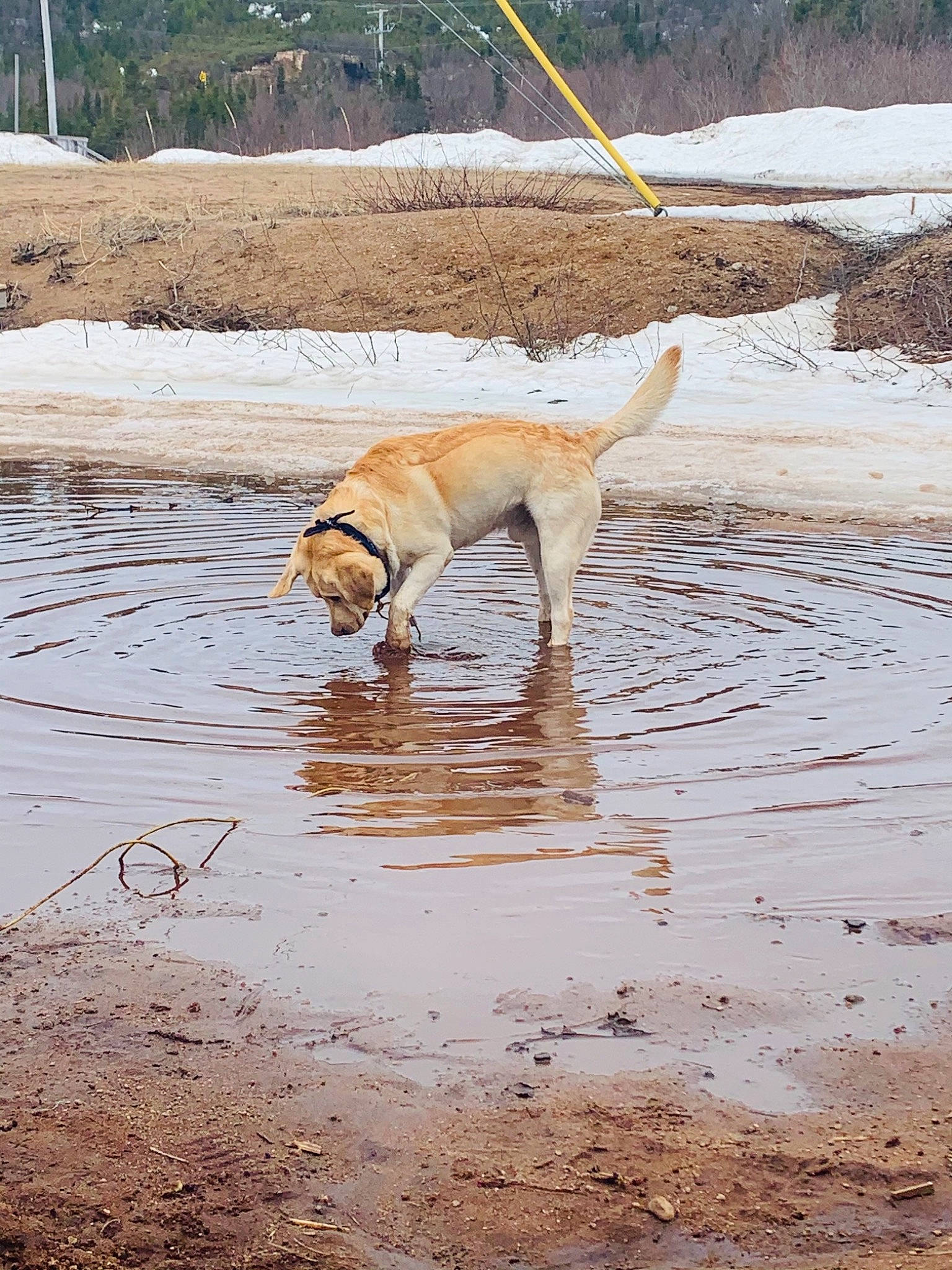 Crosby is registered to the contest to win money with this photo: beach, canidae, carnivore, collar, companion_dog, dog, dog_breed, dog_collar, fawn, leash, liquid, ocean, plant, sand, sporting_group, tail, water, wind_wave, winter, working_animal