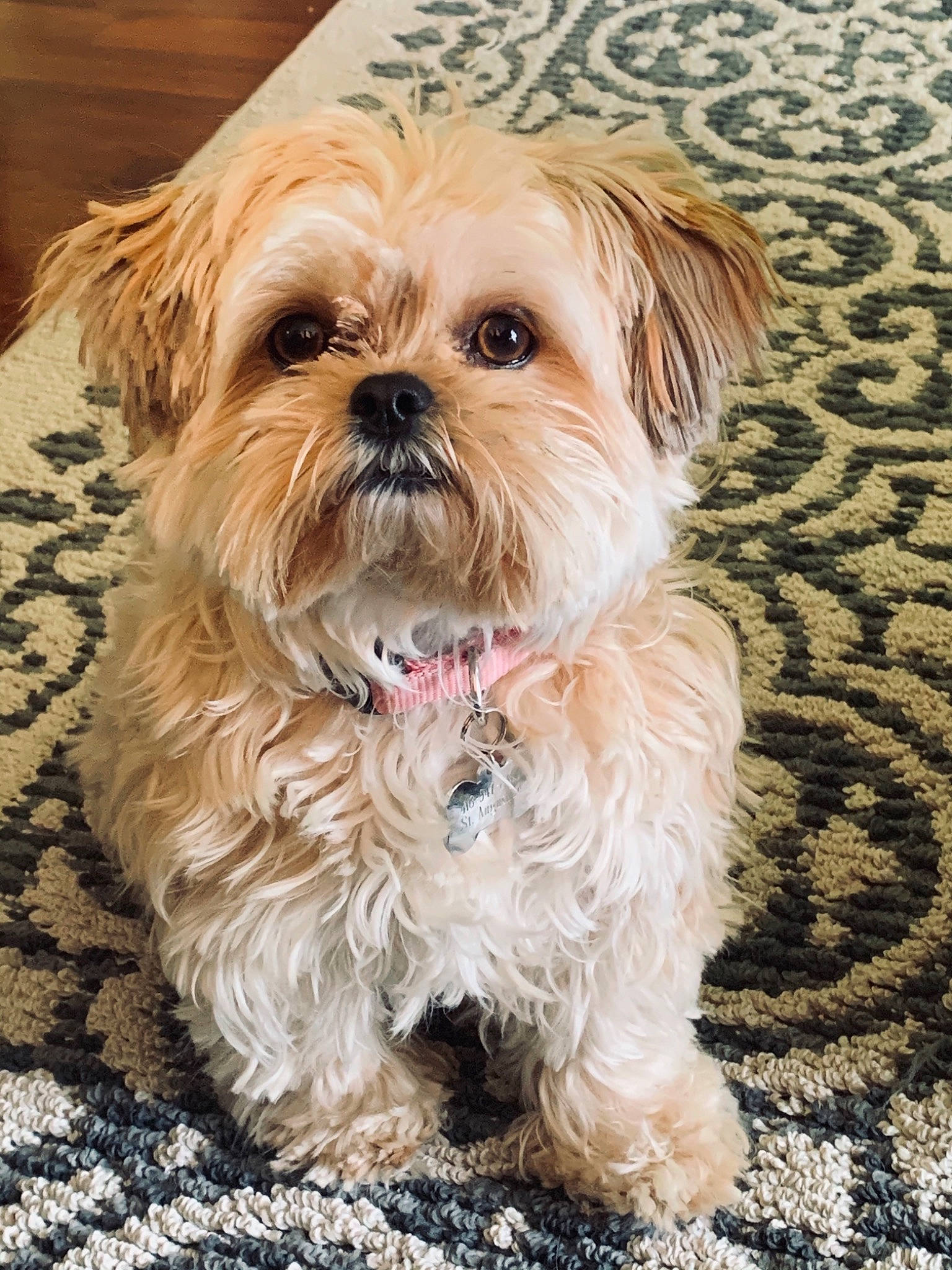 Sandy joined the competition — help win amazing prizes! biewer_terrier, canidae, carnivore, companion_dog, dog, dog_breed, firefighter, fur, liver, maltepoo, poodle_crossbreed, puppy, small_terrier, snout, sporting_group, terrier, toy_dog, water_dog, working_animal, yorkipoo