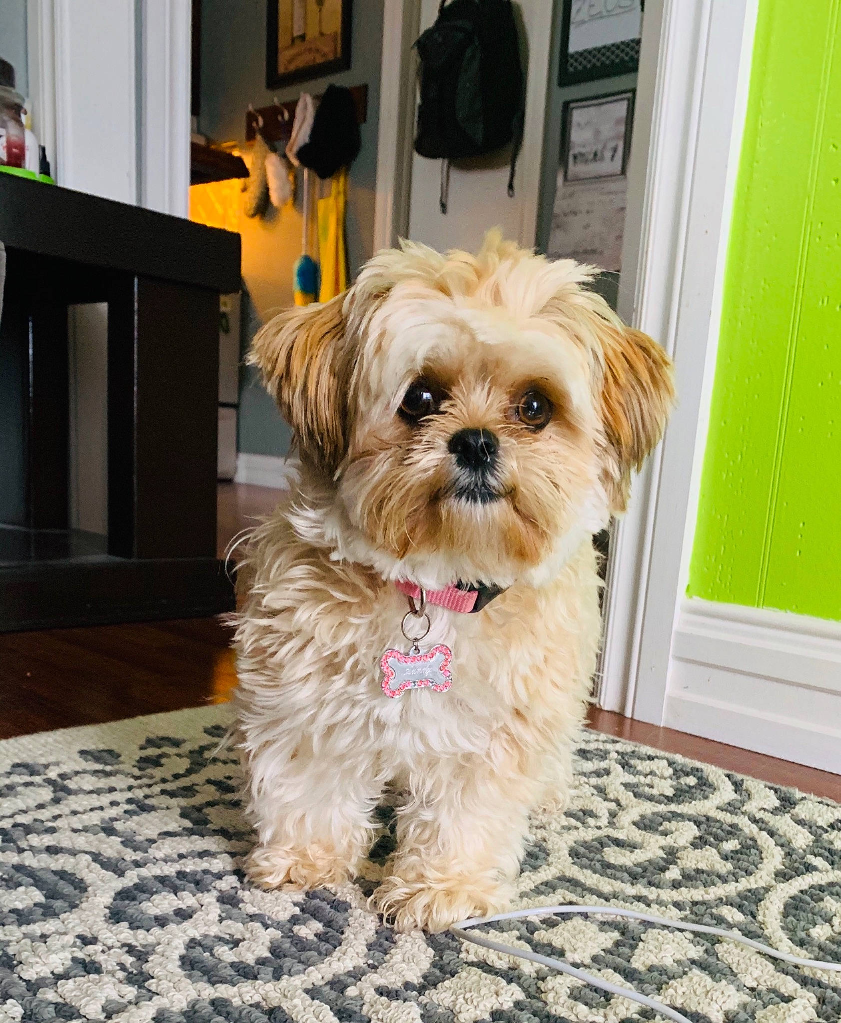 Sandy joined the competition — help win amazing prizes! canidae, carnivore, companion_dog, dog, dog_breed, dog_supply, fawn, flooring, fur, liver, poodle_crossbreed, shih_tzu, small_terrier, snout, sporting_group, terrier, toy_dog, wood, working_animal, yorkipoo