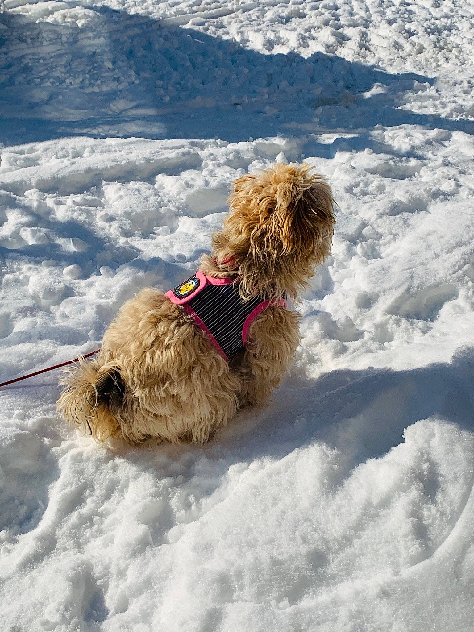 Sandy joined the competition — help win amazing prizes! canidae, carnivore, collar, companion_dog, dog, dog_breed, dog_collar, dog_supply, freezing, fur, leash, playing_in_the_snow, retriever, slope, snow, sporting_group, tail, terrier, water_dog, winter