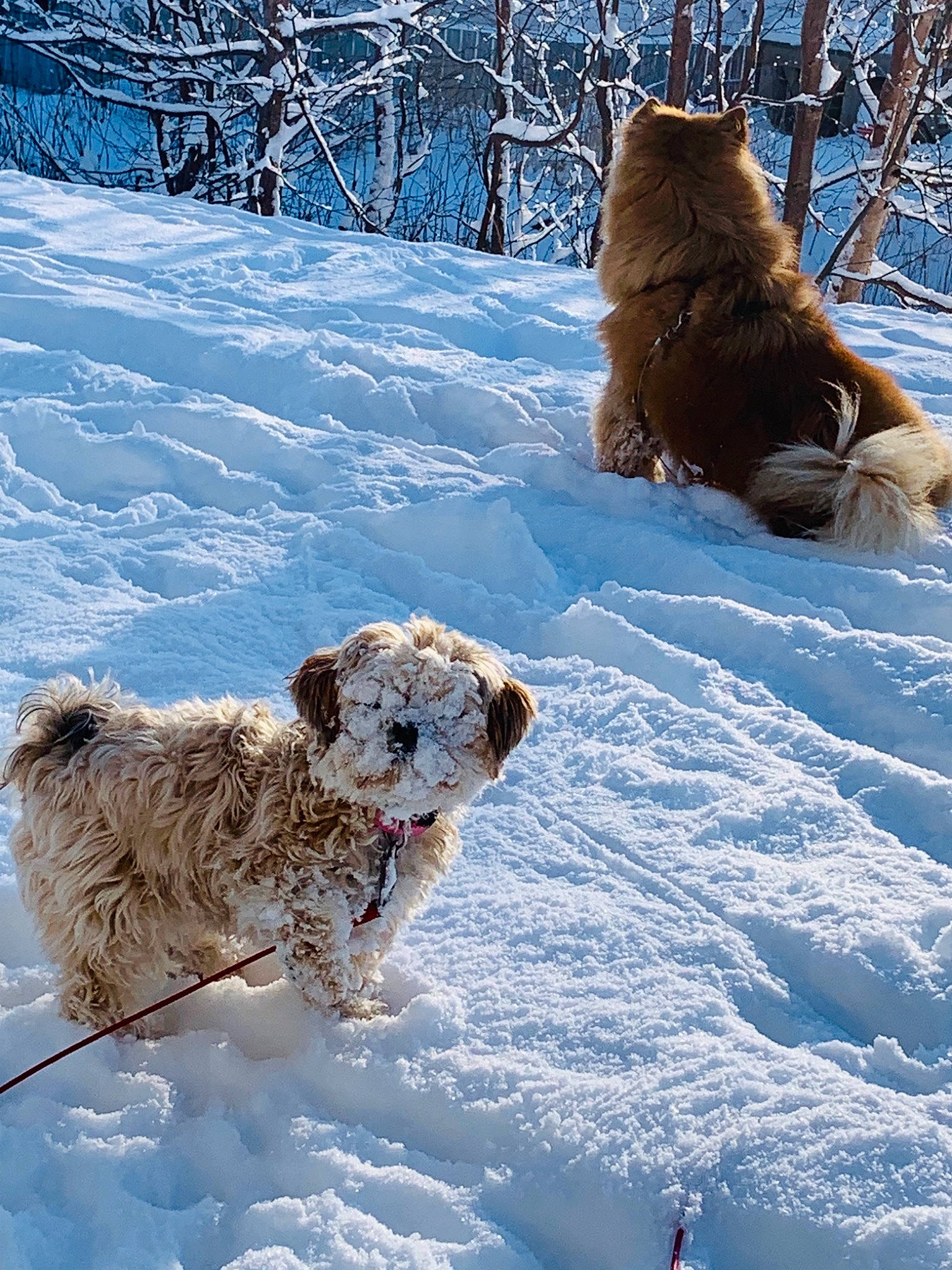 Sandy joined the competition — help win amazing prizes! big_cats, canidae, carnivore, companion_dog, dog, dog_breed, fawn, felidae, freezing, frost, geological_phenomenon, mammal, recreation, slope, snow, sporting_group, terrestrial_animal, tree, vertebrate, winter